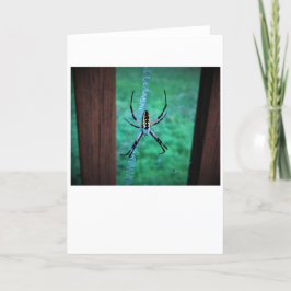 Spider, kort