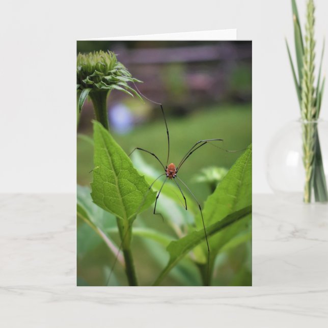 Spider, kort (Framsida)
