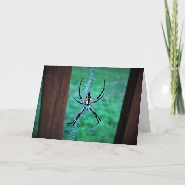 Spider, kort (Framsida)