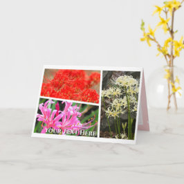 Spider Lily Kort