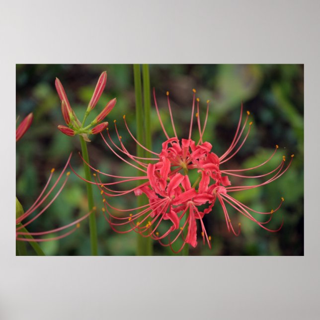 Spider Lily poster (Framsidan)