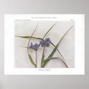 Spider Lily; Spiderwort - Trafallantia virginiana Poster