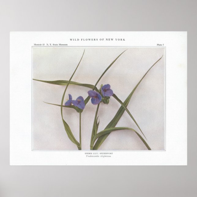 Spider Lily; Spiderwort - Trafallantia virginiana Poster (Framsidan)