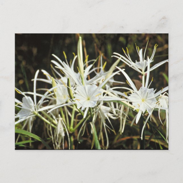 Spider Lily Vykort (Framsida)