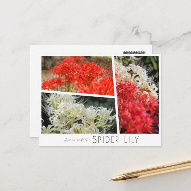 Spider Lily Vykort (Fram/Back In Situ)