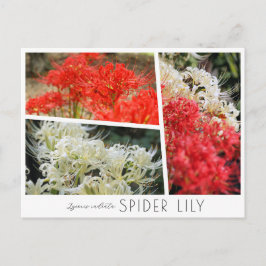 Spider Lily Vykort