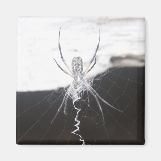 Spider Magnet (Framsidan)