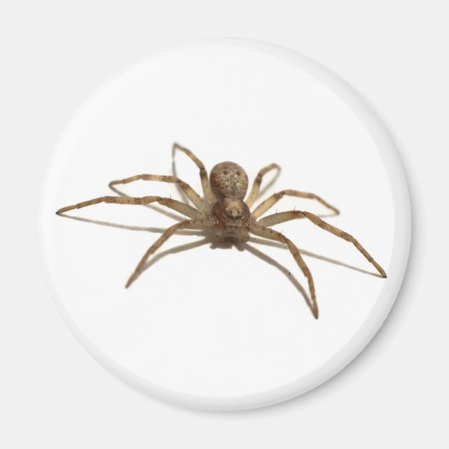 Spider Magnet (Framsidan)
