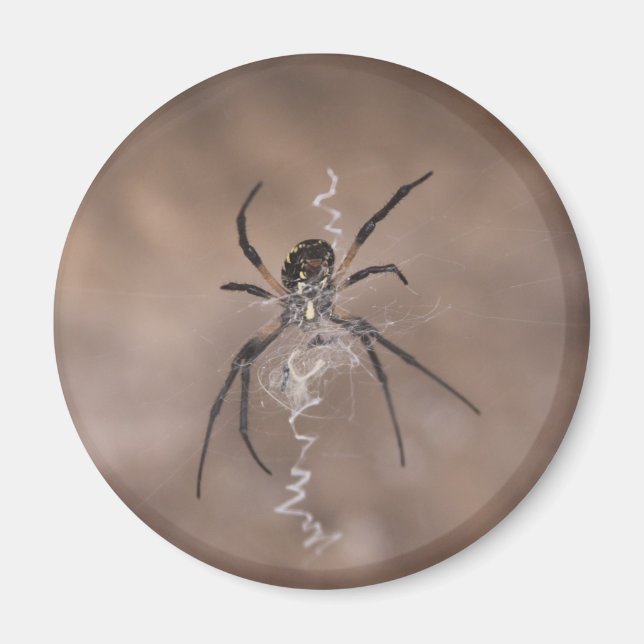 Spider Magnets Magnet (Framsidan)