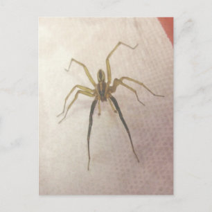 Spider Male-vykort Vykort