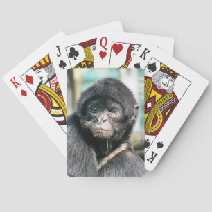 SPIDER MONKEY CASINOKORT