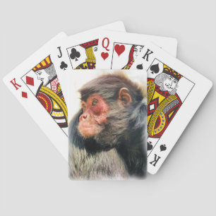 SPIDER MONKEY CASINOKORT