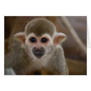 Spider Monkey Hälsningskort