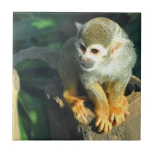 Spider Monkey Kakelplatta