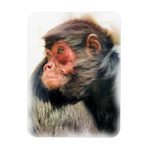 SPIDER MONKEY MAGNET