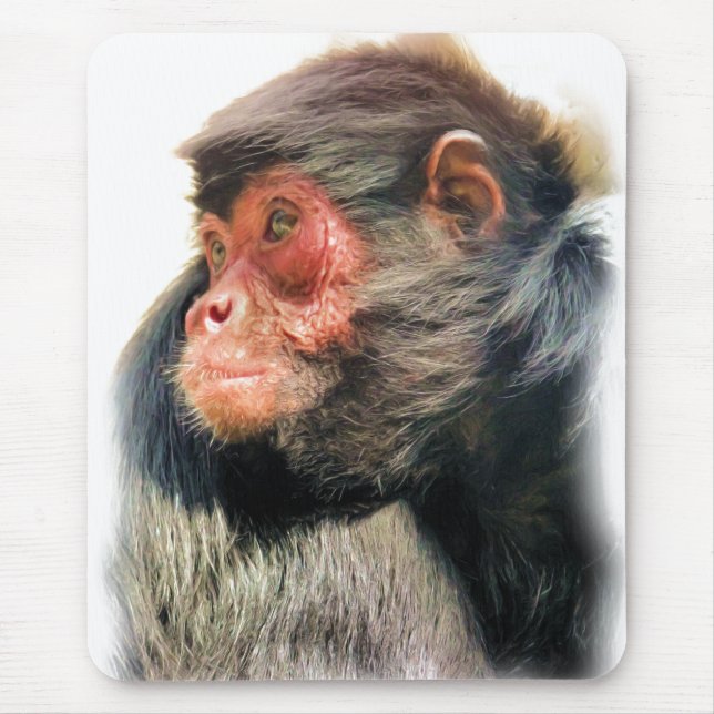 SPIDER MONKEY MUSMATTA (Framsidan)