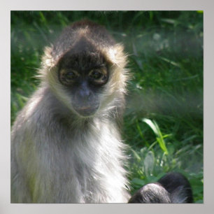 Spider Monkey Poster