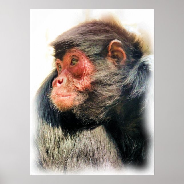 SPIDER MONKEY POSTER (Framsidan)