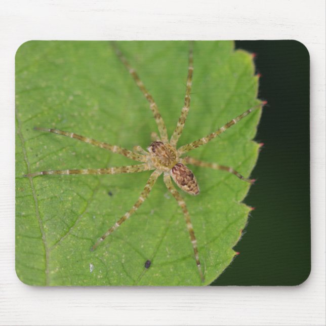 Spider Mouse Pad Musmatta (Framsidan)
