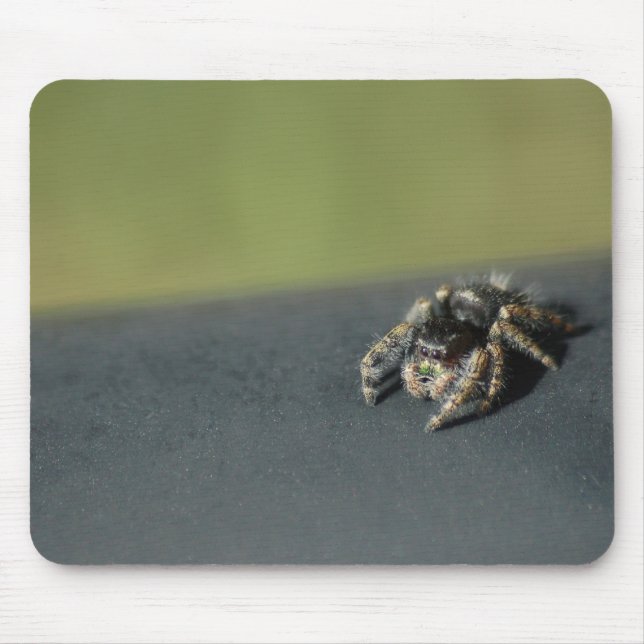 Spider Musmatta (Framsidan)