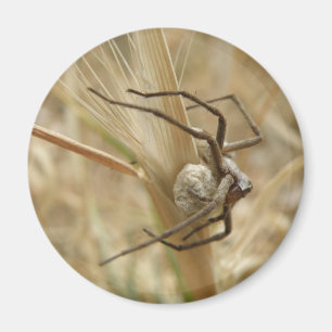 Spider och Egg Sac Magnet