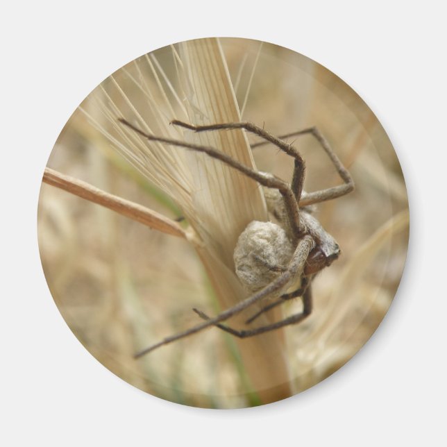 Spider och Egg Sac Magnet (Framsidan)