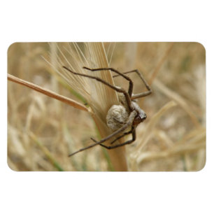 Spider och Egg Sac Premium Magnet
