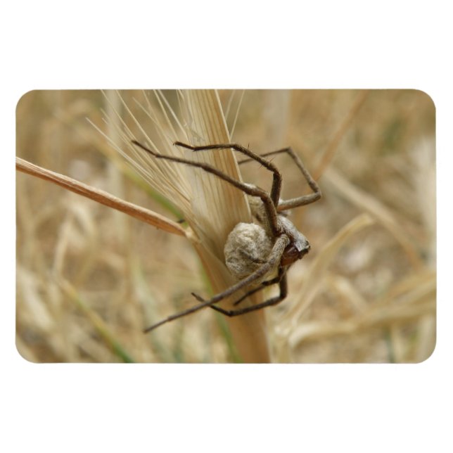 Spider och Egg Sac Premium Magnet (Horisontell)