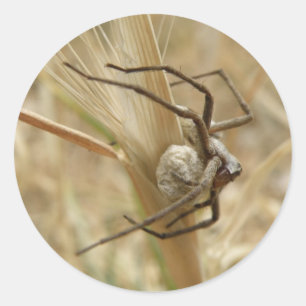 Spider och Egg Sac Stickers Runt Klistermärke