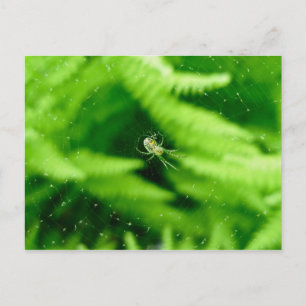 Spider Orb Weaver på Ferns Postcard Vykort