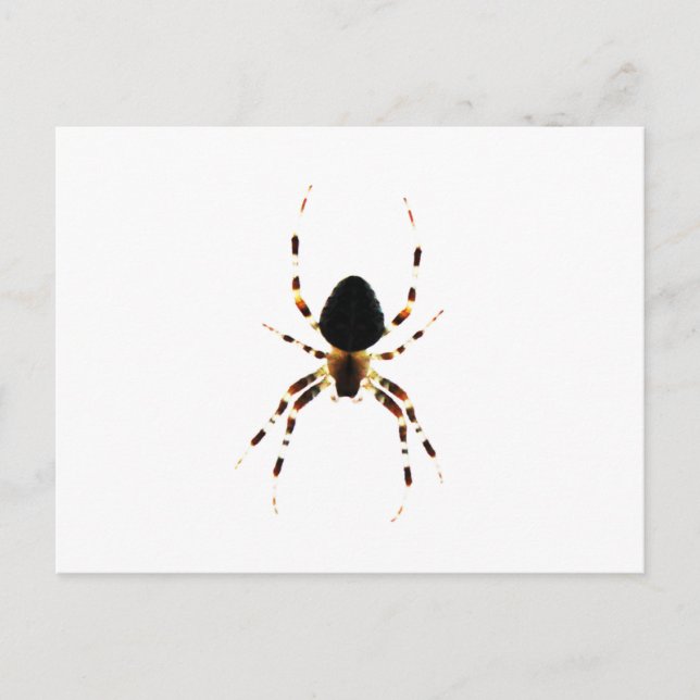 Spider pccna vykort (Framsida)