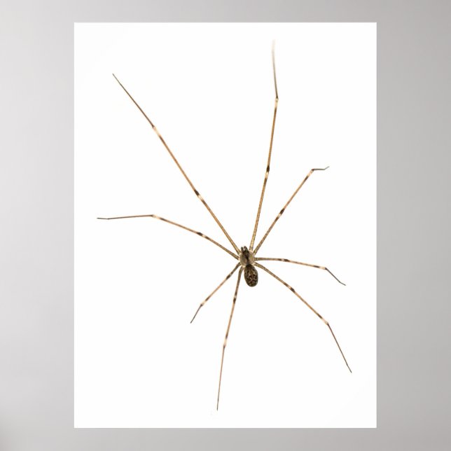 Spider Poster (Framsidan)