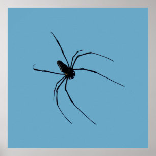Spider poster