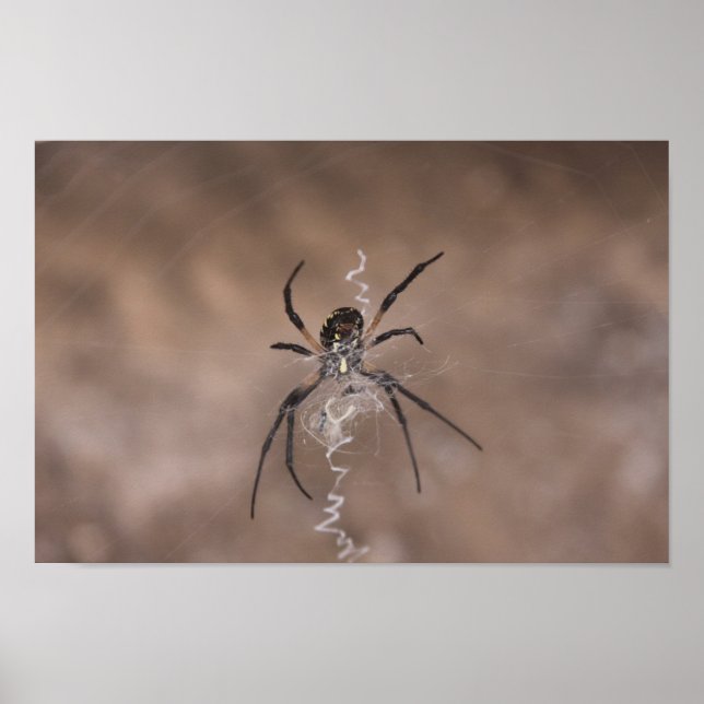 Spider Poster (Framsidan)