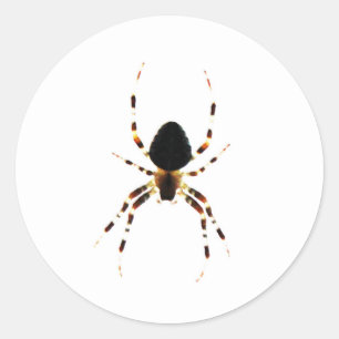 Spider st arc3 runt klistermärke