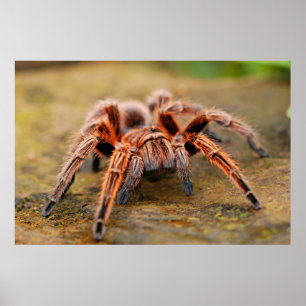 Spider Tarantula Insekt Artwork Photo Poster