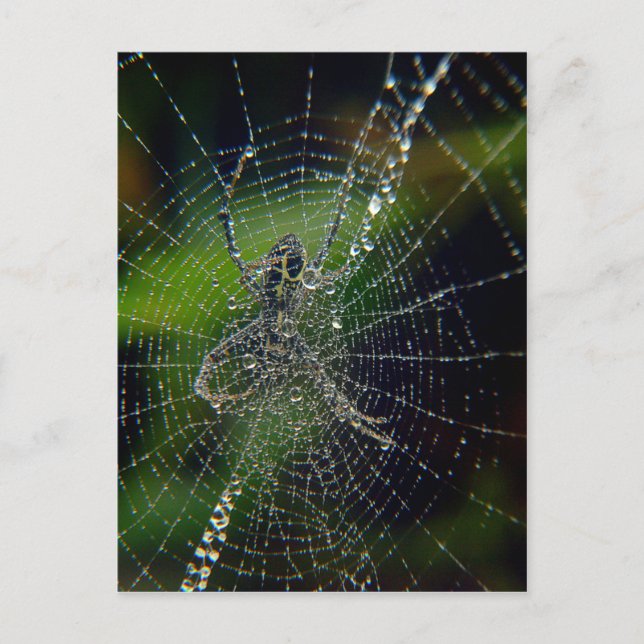 Spider Tidigt MorgDew Vykort (Framsida)