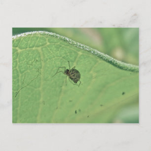 Spider under vykort Milkweed Löv