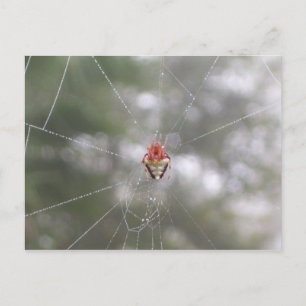 Spider Vykort