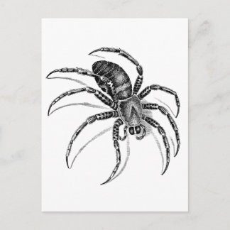 Spider Vykort