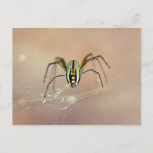 Spider Vykort