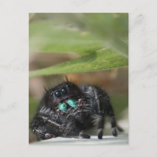 Spider! Vykort