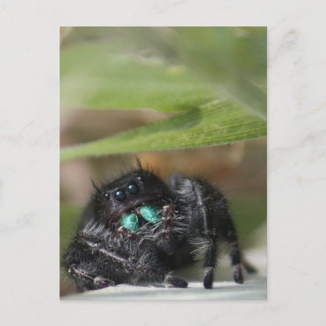 Spider! Vykort (Framsida)
