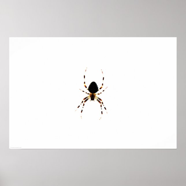 Spider wapcn poster (Framsidan)