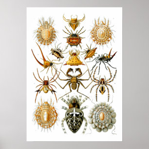 Spiders Arachnida Illustrations av Ernst Haeckel Poster