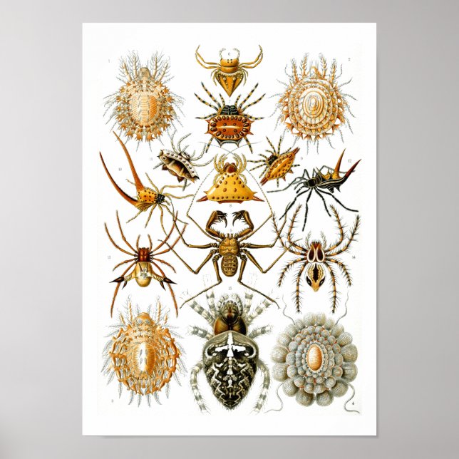 Spiders, Ernst Haeckel Fine Art Poster (Framsidan)