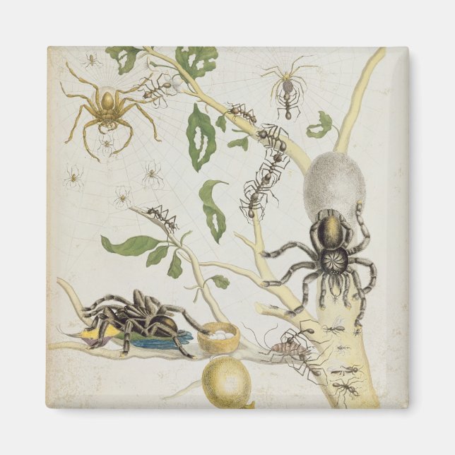 Spiders: Mygole, plate 18 från Over de Voorteelin Magnet (Framsidan)