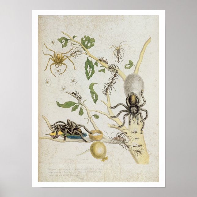 Spiders: Mygole, plate 18 från Over de Voorteelin Poster (Framsidan)