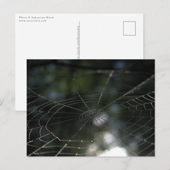 Spiders Webben Nature Photo Vykort (Fram/baksida)