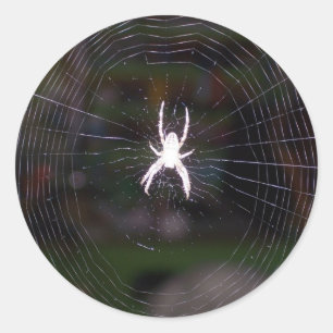 Spiders-Webben Runt Klistermärke